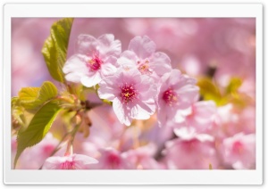 Spring Awakening Ultra HD Wallpaper for 4K UHD Widescreen desktop, tablet & smartphone