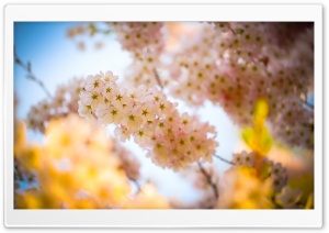 Spring Beauty Ultra HD Wallpaper for 4K UHD Widescreen desktop, tablet & smartphone