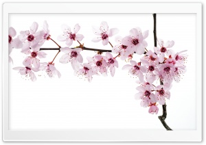 Spring Blooming Flowers Ultra HD Wallpaper for 4K UHD Widescreen desktop, tablet & smartphone