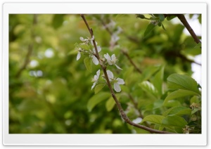 Spring Blooms Ultra HD Wallpaper for 4K UHD Widescreen desktop, tablet & smartphone