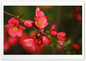 Spring Blossom Ultra HD Wallpaper for 4K UHD Widescreen desktop, tablet & smartphone
