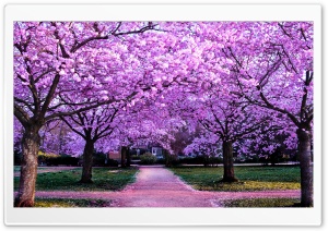 Spring Blossom Park Ultra HD Wallpaper for 4K UHD Widescreen desktop, tablet & smartphone