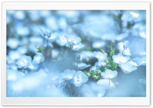 Spring Blue Ultra HD Wallpaper for 4K UHD Widescreen desktop, tablet & smartphone