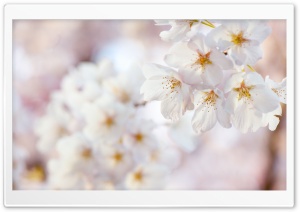 Spring, Burnaby, Canada Ultra HD Wallpaper for 4K UHD Widescreen desktop, tablet & smartphone