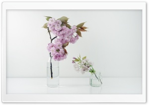 Spring Cherry Blossom in a Glass Bottle Ultra HD Wallpaper for 4K UHD Widescreen desktop, tablet & smartphone