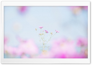 Spring Colors Ultra HD Wallpaper for 4K UHD Widescreen desktop, tablet & smartphone