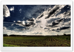 Spring Corn Field Ultra HD Wallpaper for 4K UHD Widescreen desktop, tablet & smartphone