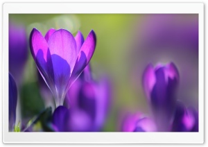 Spring Crocuses Ultra HD Wallpaper for 4K UHD Widescreen desktop, tablet & smartphone