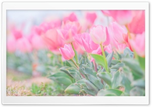 Spring Field Ultra HD Wallpaper for 4K UHD Widescreen desktop, tablet & smartphone