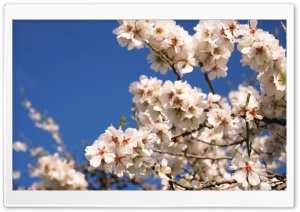 Spring Flower Ultra HD Wallpaper for 4K UHD Widescreen desktop, tablet & smartphone