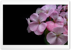 Spring Flower Ultra HD Wallpaper for 4K UHD Widescreen desktop, tablet & smartphone