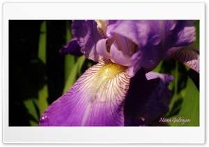 Spring flower Ultra HD Wallpaper for 4K UHD Widescreen desktop, tablet & smartphone