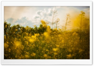 Spring Flower Field Ultra HD Wallpaper for 4K UHD Widescreen desktop, tablet & smartphone