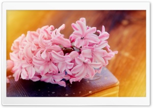 Spring Flower, Old Book Ultra HD Wallpaper for 4K UHD Widescreen desktop, tablet & smartphone