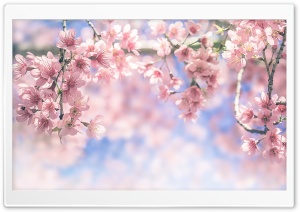 Spring Flowering Trees Ultra HD Wallpaper for 4K UHD Widescreen desktop, tablet & smartphone