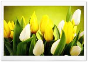Spring Flowers Ultra HD Wallpaper for 4K UHD Widescreen desktop, tablet & smartphone