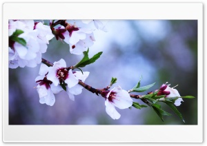 spring flowers Ultra HD Wallpaper for 4K UHD Widescreen desktop, tablet & smartphone