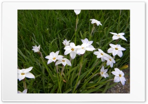 Spring Flowers Ultra HD Wallpaper for 4K UHD Widescreen desktop, tablet & smartphone