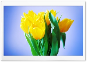 Spring Flowers Bouquet Ultra HD Wallpaper for 4K UHD Widescreen desktop, tablet & smartphone