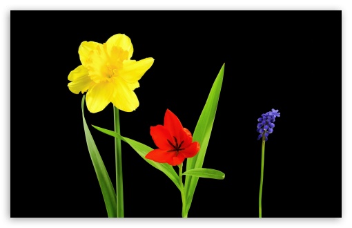 Spring Flowers, Daffodil, Tulip, Muscari, Black Background UltraHD Wallpaper for Wide 16:10 5:3 Widescreen WHXGA WQXGA WUXGA WXGA WGA ; UltraWide 21:9 24:10 ; 8K UHD TV 16:9 Ultra High Definition 2160p 1440p 1080p 900p 720p ; UHD 16:9 2160p 1440p 1080p 900p 720p ; Standard 4:3 5:4 3:2 Fullscreen UXGA XGA SVGA QSXGA SXGA DVGA HVGA HQVGA ( Apple PowerBook G4 iPhone 4 3G 3GS iPod Touch ) ; Tablet 1:1 ; iPad 1/2/Mini ; Mobile 4:3 5:3 3:2 16:9 5:4 - UXGA XGA SVGA WGA DVGA HVGA HQVGA ( Apple PowerBook G4 iPhone 4 3G 3GS iPod Touch ) 2160p 1440p 1080p 900p 720p QSXGA SXGA ; Dual 4:3 5:4 UXGA XGA SVGA QSXGA SXGA ;