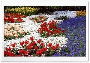 Spring Flowers In The Park Ultra HD Wallpaper for 4K UHD Widescreen desktop, tablet & smartphone