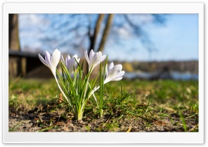 Spring Fruhling Flower Pflanzen Ultra HD Wallpaper for 4K UHD Widescreen desktop, tablet & smartphone