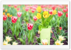 Spring Garden Flowers Ultra HD Wallpaper for 4K UHD Widescreen desktop, tablet & smartphone