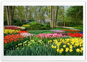 Spring Gardens in Holland, Netherlands, Europe Ultra HD Wallpaper for 4K UHD Widescreen desktop, tablet & smartphone