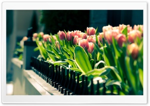 Spring Gathering Ultra HD Wallpaper for 4K UHD Widescreen desktop, tablet & smartphone
