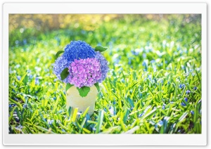 Spring Hydrangea Bouquet in a Vase Ultra HD Wallpaper for 4K UHD Widescreen desktop, tablet & smartphone