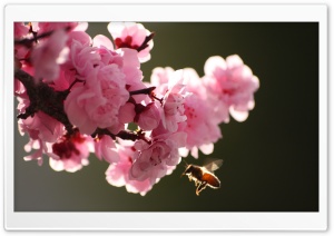 Spring in the Air Ultra HD Wallpaper for 4K UHD Widescreen desktop, tablet & smartphone