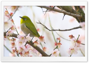 Spring Is Here Ultra HD Wallpaper for 4K UHD Widescreen desktop, tablet & smartphone