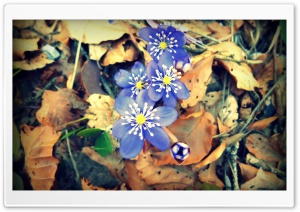 Spring is Waking Up Ultra HD Wallpaper for 4K UHD Widescreen desktop, tablet & smartphone