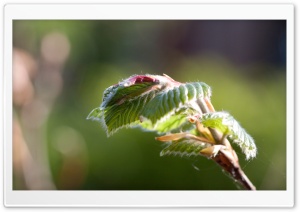 Spring Leaves Ultra HD Wallpaper for 4K UHD Widescreen desktop, tablet & smartphone
