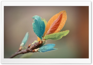 Spring Leaves Macro Ultra HD Wallpaper for 4K UHD Widescreen desktop, tablet & smartphone