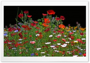 Spring Meadow Flowers Ultra HD Wallpaper for 4K UHD Widescreen desktop, tablet & smartphone
