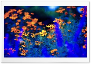 Spring Nature Flowers Ultra HD Wallpaper for 4K UHD Widescreen desktop, tablet & smartphone