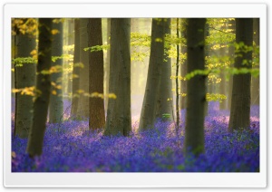 Spring, Nature, Flowers Ultra HD Wallpaper for 4K UHD Widescreen desktop, tablet & smartphone