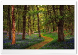 Spring, Nature, Flowers Ultra HD Wallpaper for 4K UHD Widescreen desktop, tablet & smartphone