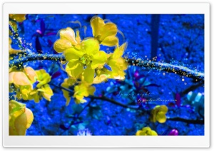 Spring Night Ultra HD Wallpaper for 4K UHD Widescreen desktop, tablet & smartphone