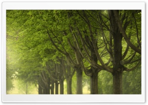 Spring, Park Ultra HD Wallpaper for 4K UHD Widescreen desktop, tablet & smartphone