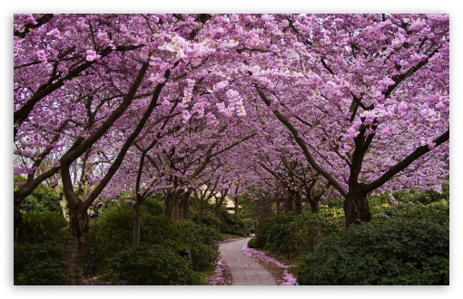     spring_pink_trees-t2