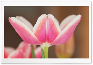 Spring Pink Tulip Blooming Ultra HD Wallpaper for 4K UHD Widescreen desktop, tablet & smartphone
