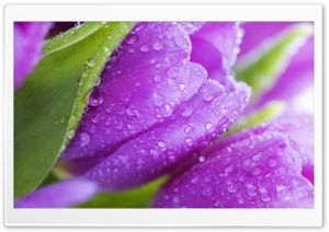 Spring Purple Flowers Ultra HD Wallpaper for 4K UHD Widescreen desktop, tablet & smartphone
