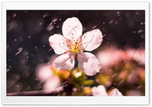 Spring Rain, Cherry Blossom Ultra HD Wallpaper for 4K UHD Widescreen desktop, tablet & smartphone