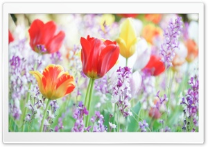 Spring Season Ultra HD Wallpaper for 4K UHD Widescreen desktop, tablet & smartphone