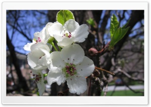Spring Season 3 Ultra HD Wallpaper for 4K UHD Widescreen desktop, tablet & smartphone