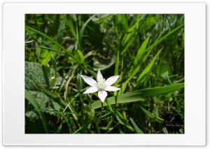 Spring Snowflake Ultra HD Wallpaper for 4K UHD Widescreen desktop, tablet & smartphone