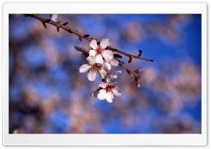 Spring, Spain Ultra HD Wallpaper for 4K UHD Widescreen desktop, tablet & smartphone