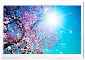 Spring Sunshine Ultra HD Wallpaper for 4K UHD Widescreen desktop, tablet & smartphone